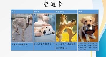 流浪狗的命運